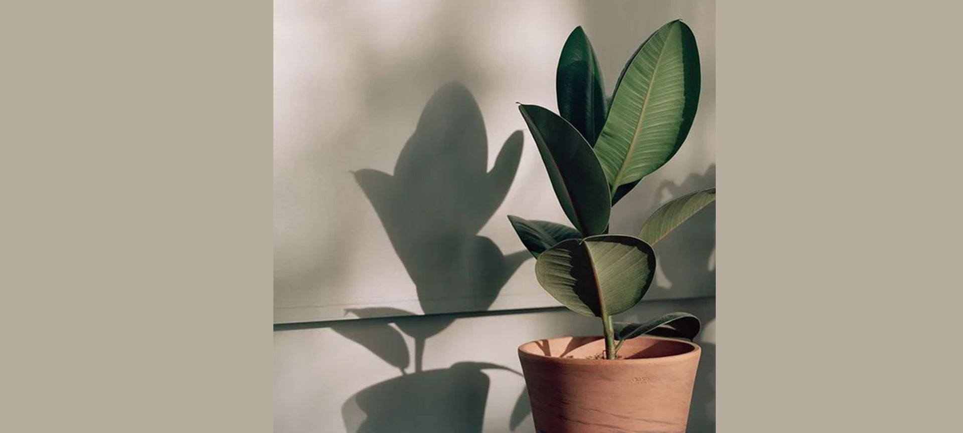 Know Your Ingredients: All About Neem - Secret Skin