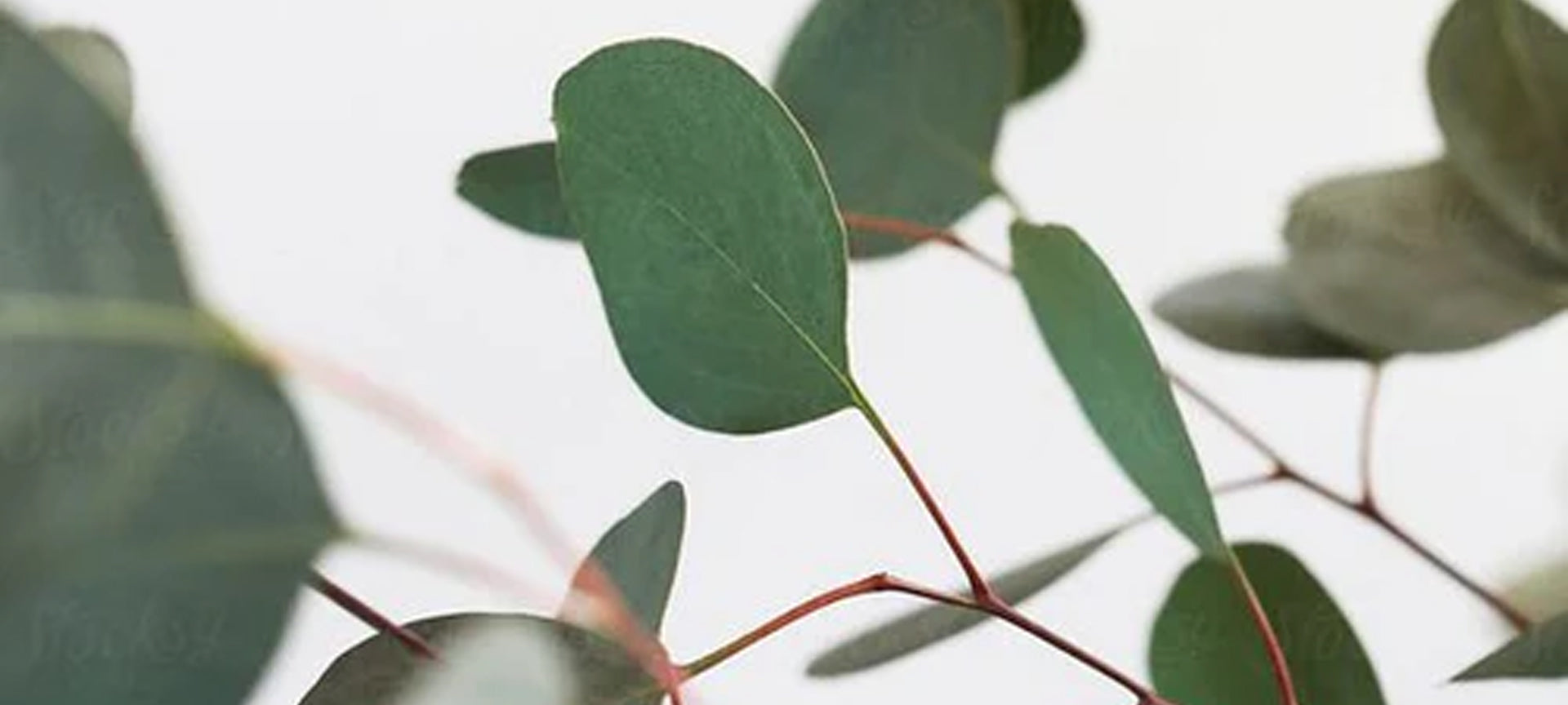 All About Eucalyptus - Know Your Ingredients - Secret Skin